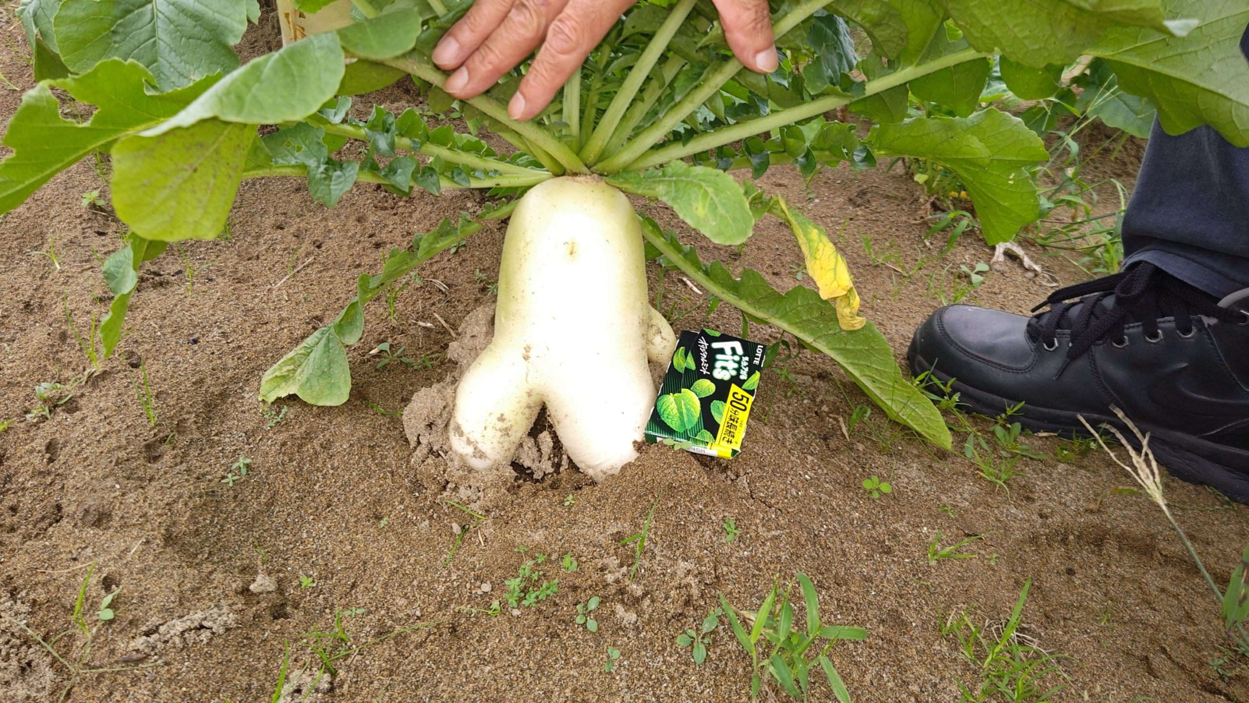 福井県(秋冬だいこん)