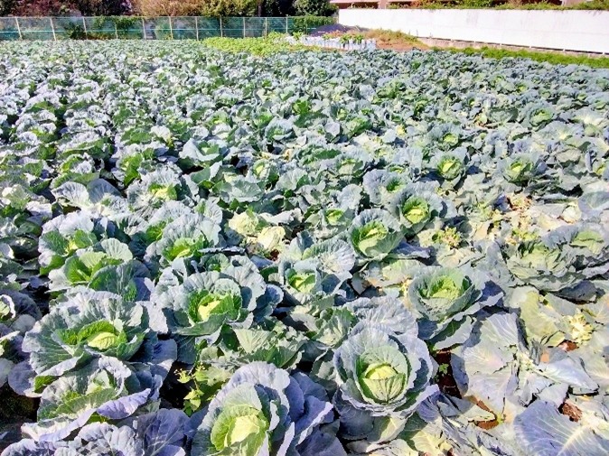 東京都(冬キャベツ)