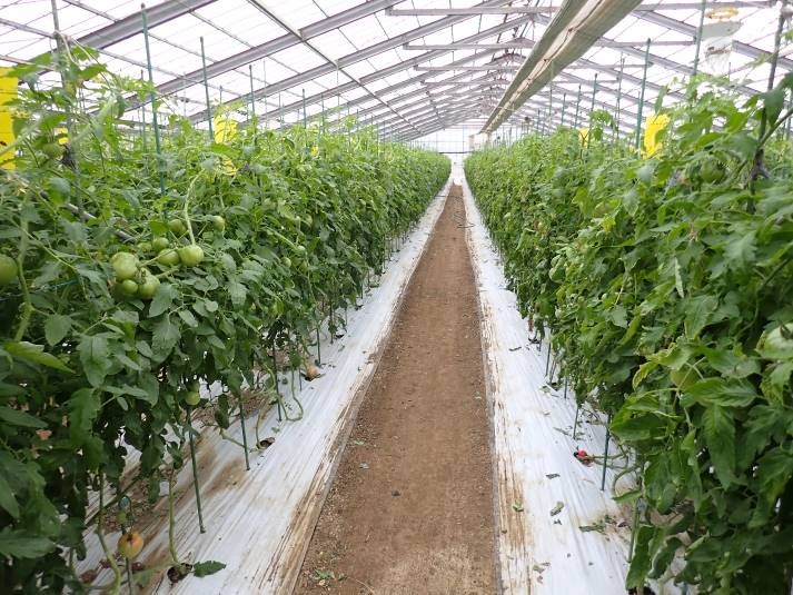 静岡県(冬春トマト(小笠:大玉))