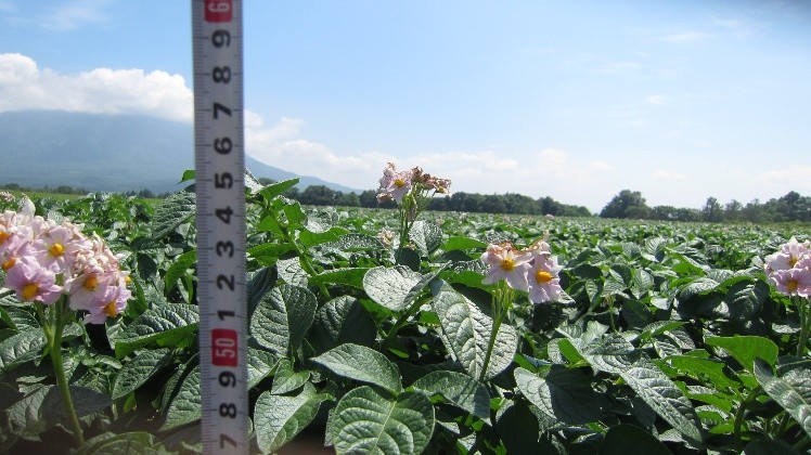 北海道(ばれいしょ)