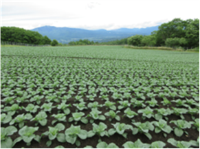 群馬県(夏秋キャベツ)