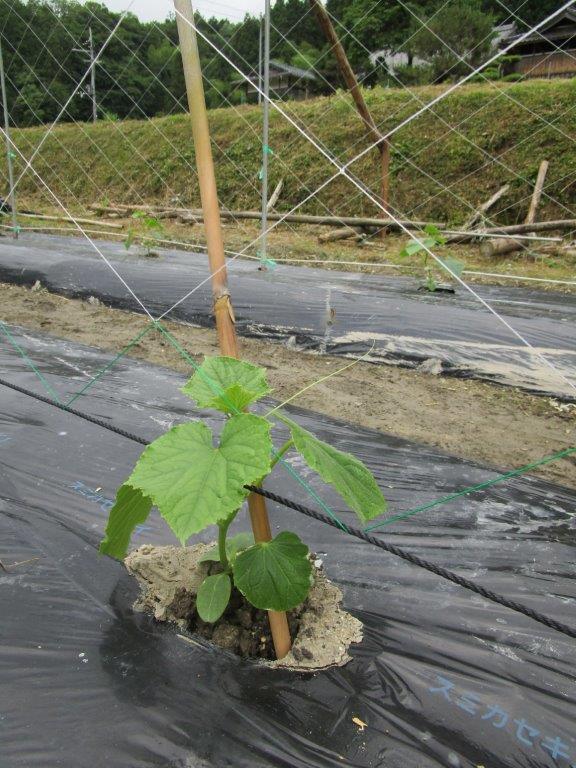 和歌山県(夏秋きゅうり)