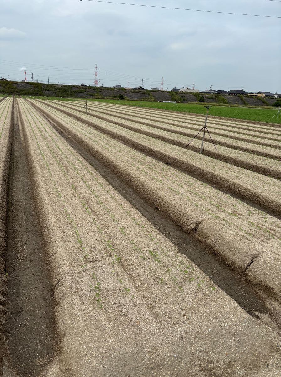 愛知県(冬にんじん)