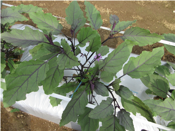 群馬県(夏秋なす)