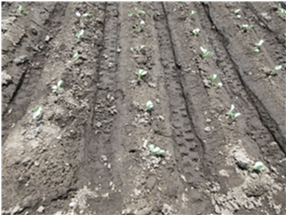 群馬県(夏秋キャベツ)