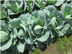 群馬県(夏秋キャベツ)
