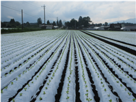 群馬県(夏秋レタス)