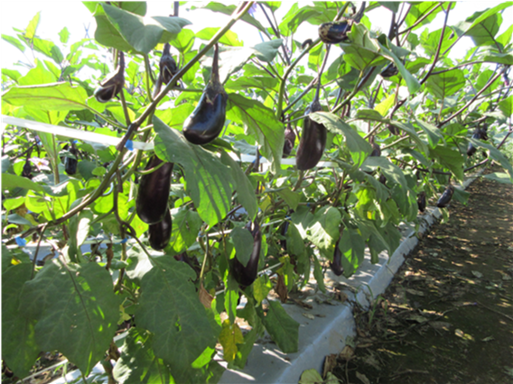 群馬県(夏秋なす)