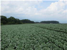 群馬県(夏秋キャベツ)