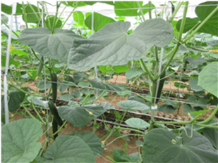 群馬県(抑制きゅうり)