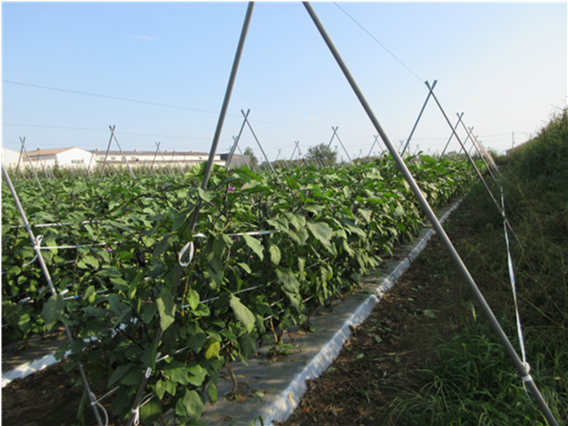 群馬県(夏秋なす)