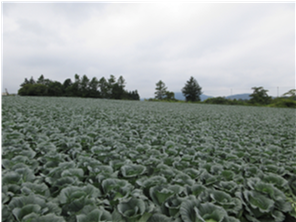 群馬県(夏秋キャベツ)