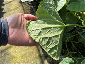 群馬県(抑制きゅうり)