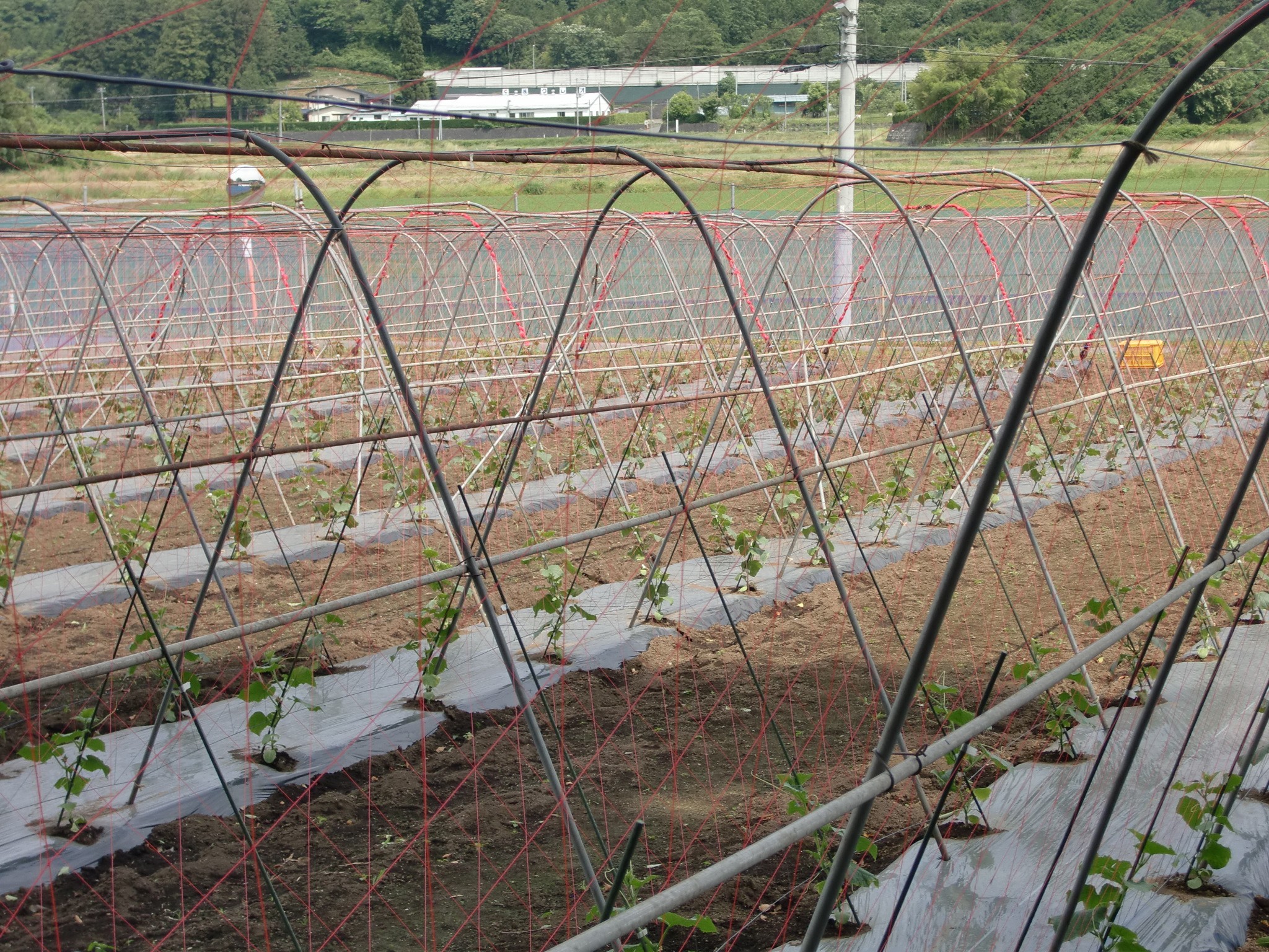 宮城県(夏秋きゅうり)