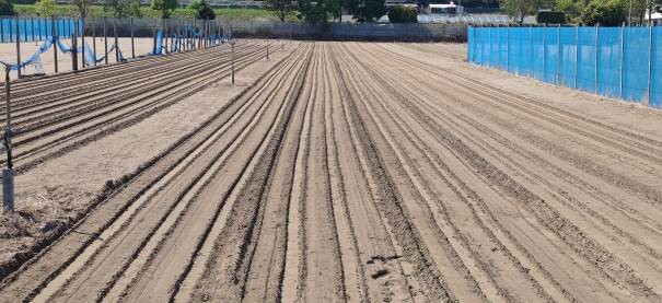 福井県(秋冬だいこん)