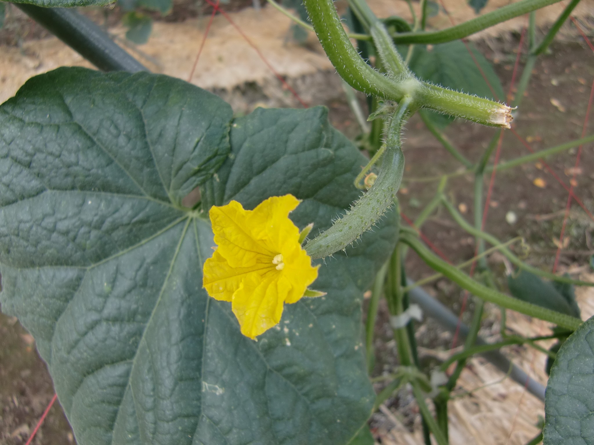 宮城県(夏秋きゅうり)