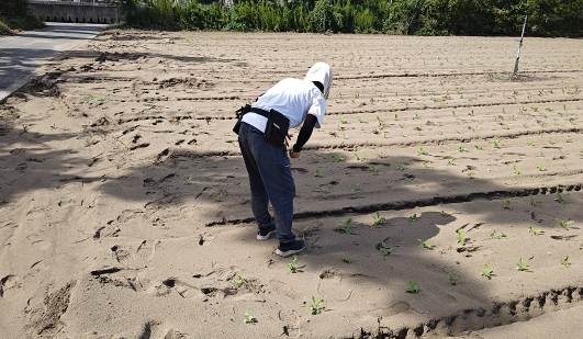 福井県(秋冬だいこん)