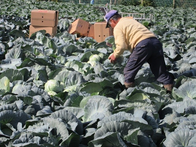 東京都(冬キャベツ)