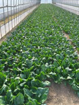 宮城県(ほうれんそう)