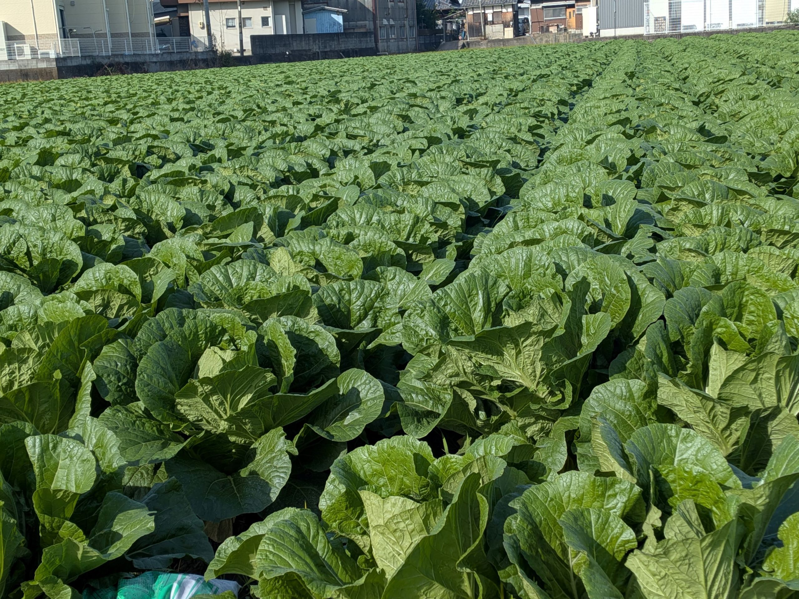 和歌山県(秋冬はくさい)
