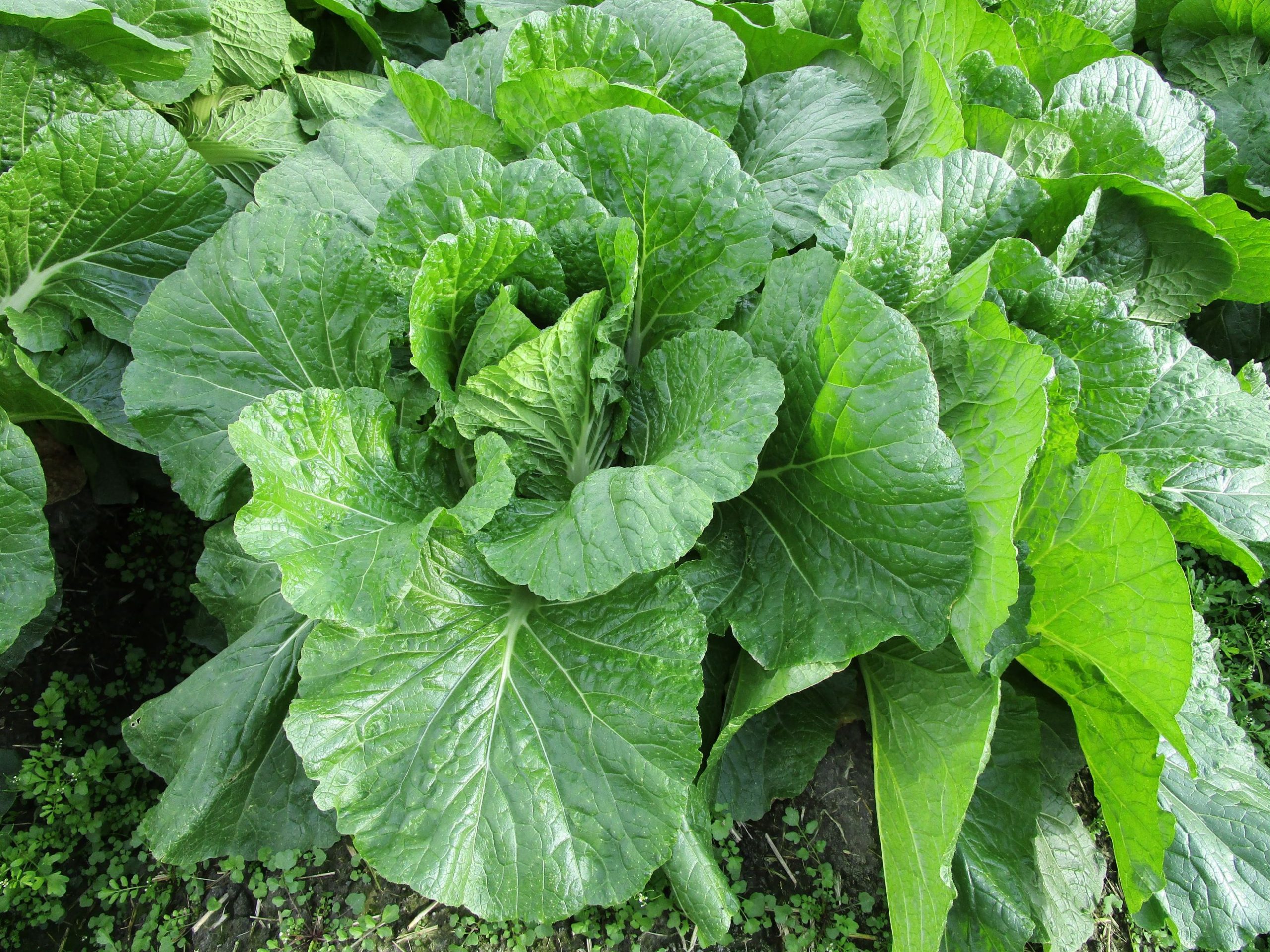 和歌山県(秋冬はくさい)