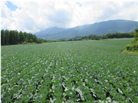 群馬県(夏秋キャベツ)