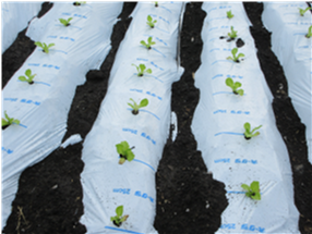 群馬県(夏秋レタス)