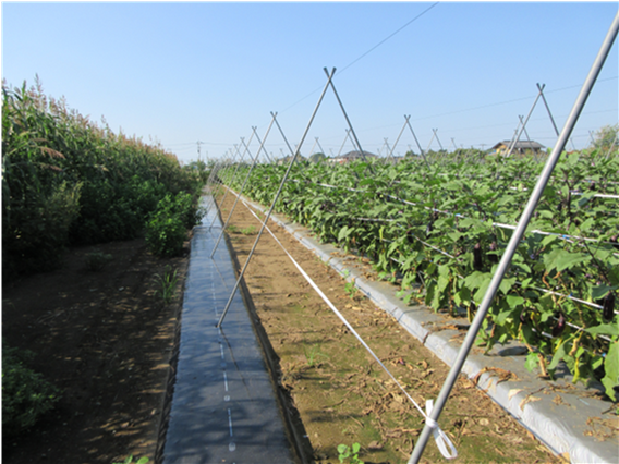 群馬県(夏秋なす)
