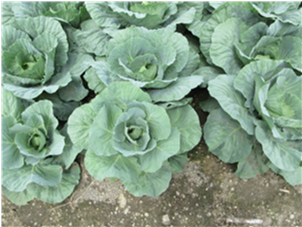 群馬県(夏秋キャベツ)