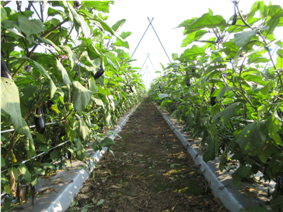 群馬県(夏秋なす)