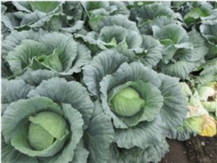 群馬県(夏秋キャベツ)