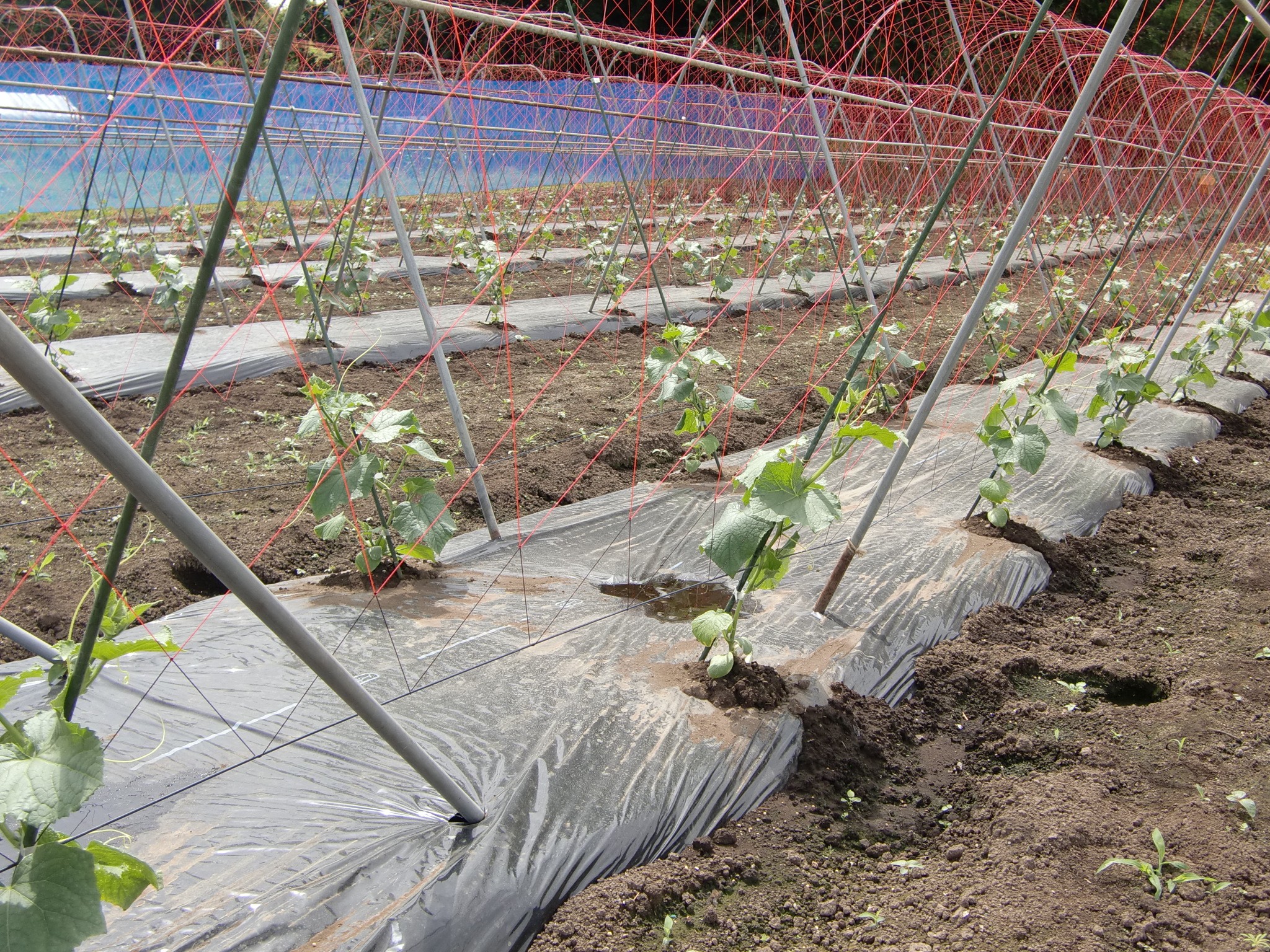 宮城県(夏秋きゅうり)