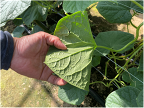 群馬県(抑制きゅうり)