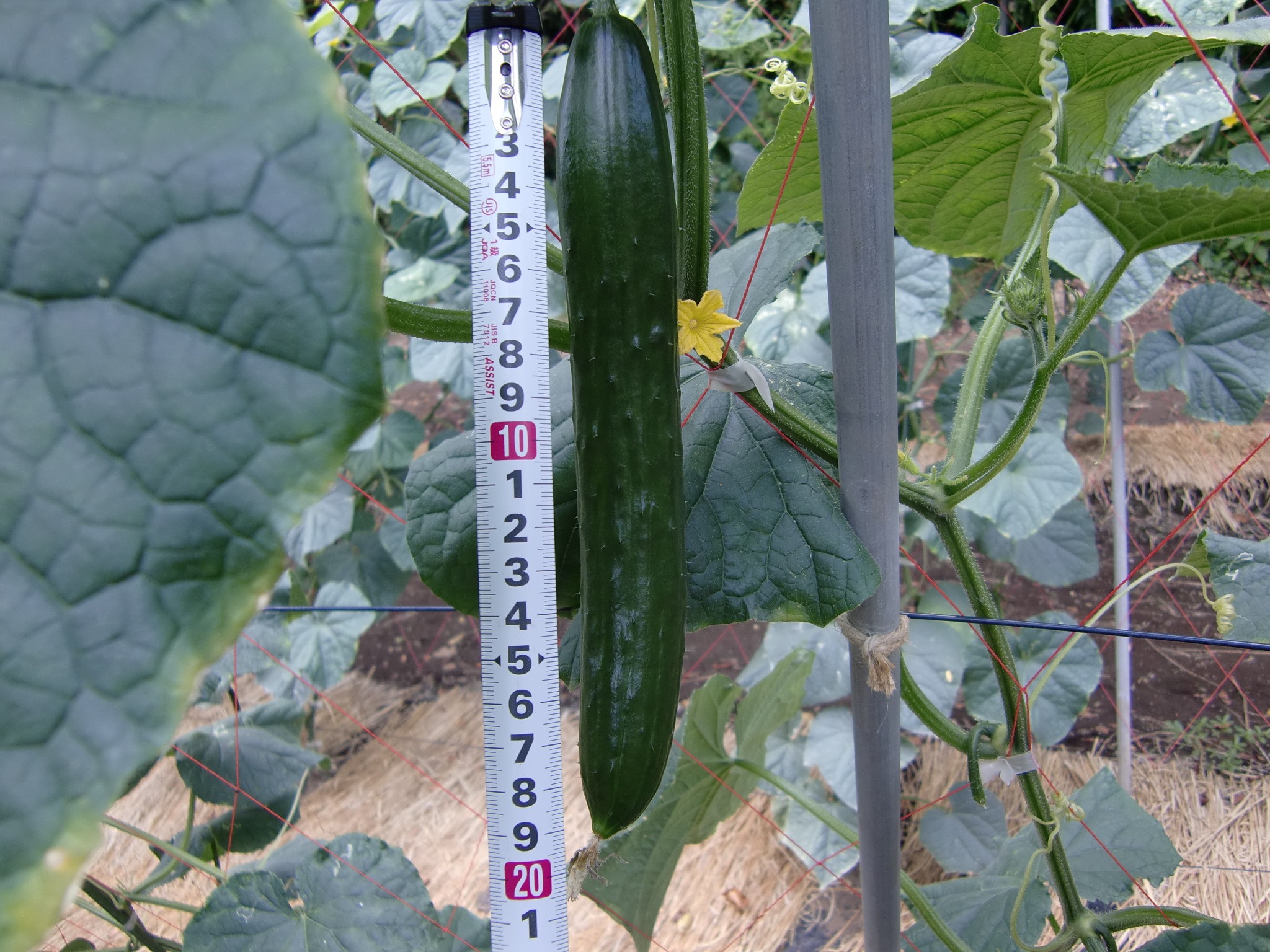 宮城県(夏秋きゅうり)