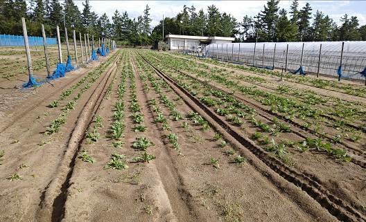 福井県(秋冬だいこん)