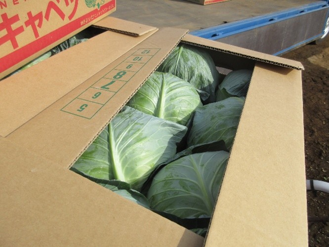 東京都(冬キャベツ)