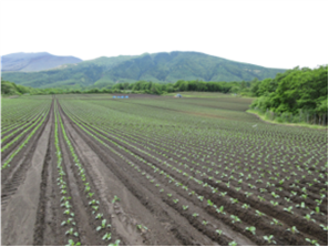 群馬県(夏秋キャベツ)