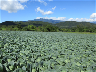 群馬県(夏秋キャベツ)