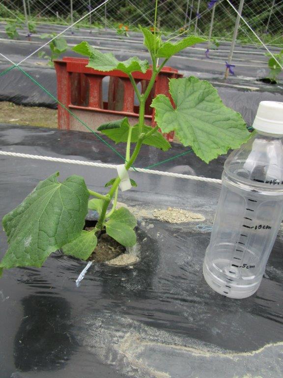 和歌山県(夏秋きゅうり)