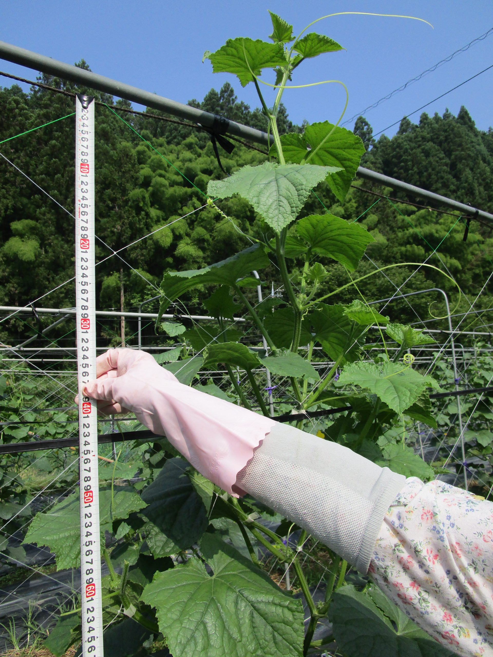 和歌山県(夏秋きゅうり)