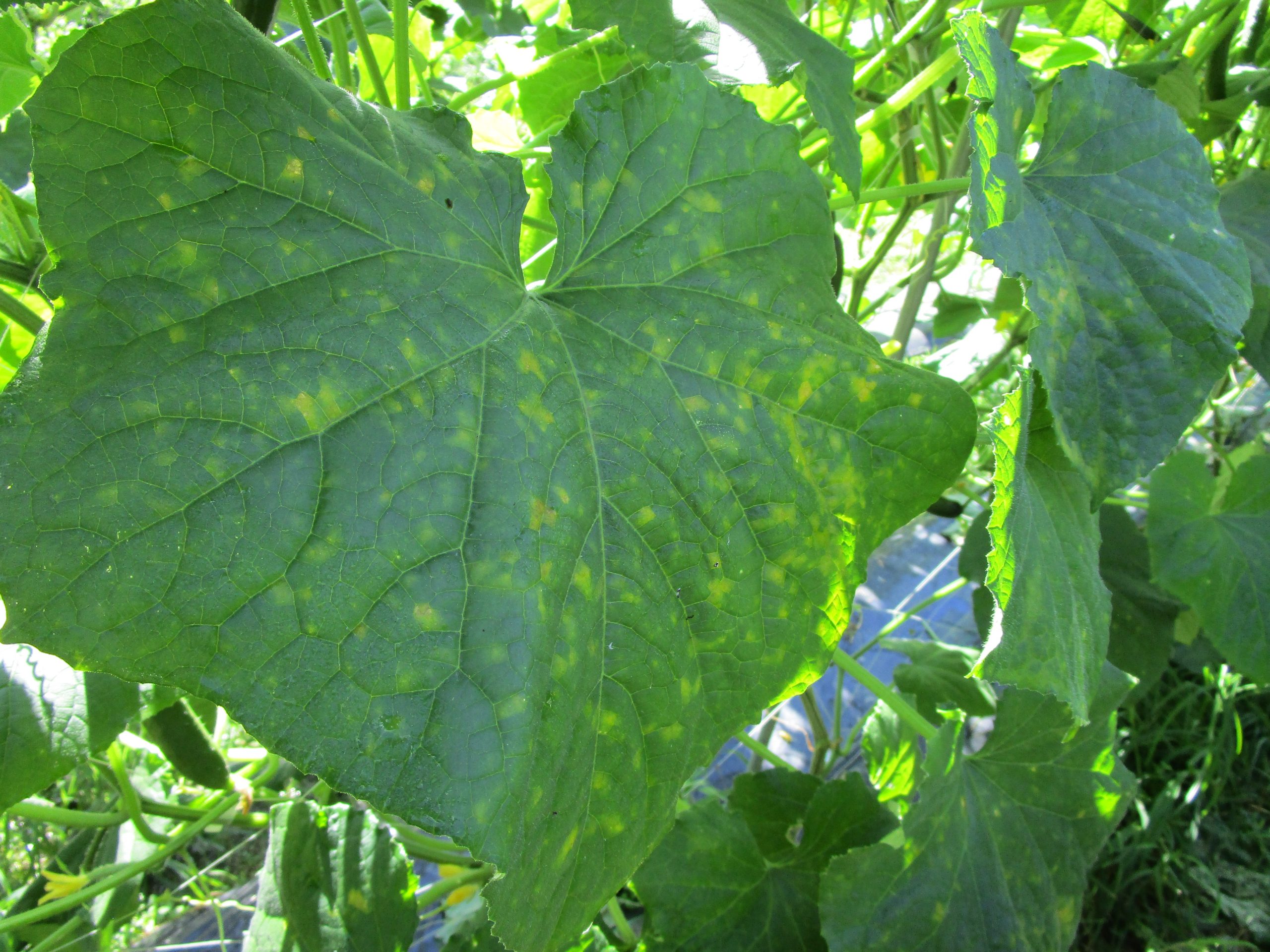 和歌山県(夏秋きゅうり)