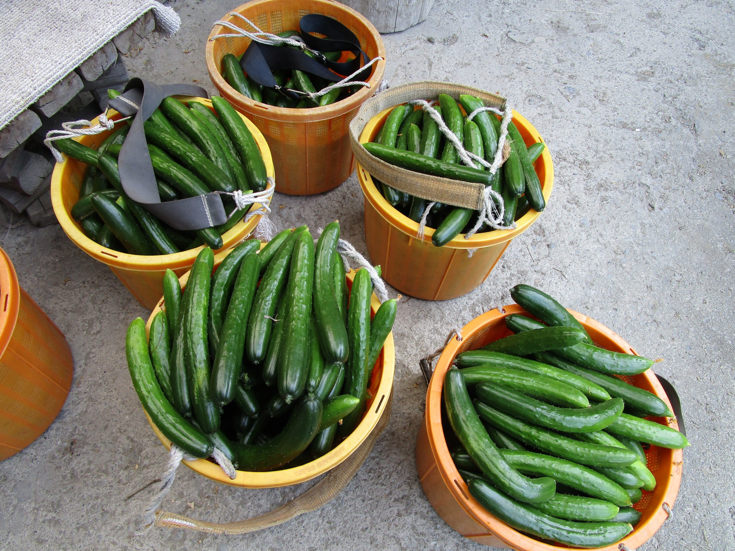和歌山県(夏秋きゅうり)