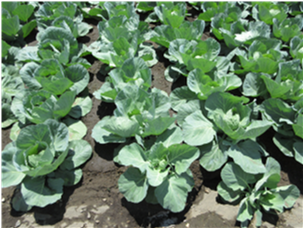 群馬県(夏秋キャベツ)