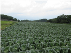 群馬県(夏秋キャベツ)