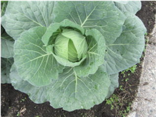 群馬県(夏秋キャベツ)
