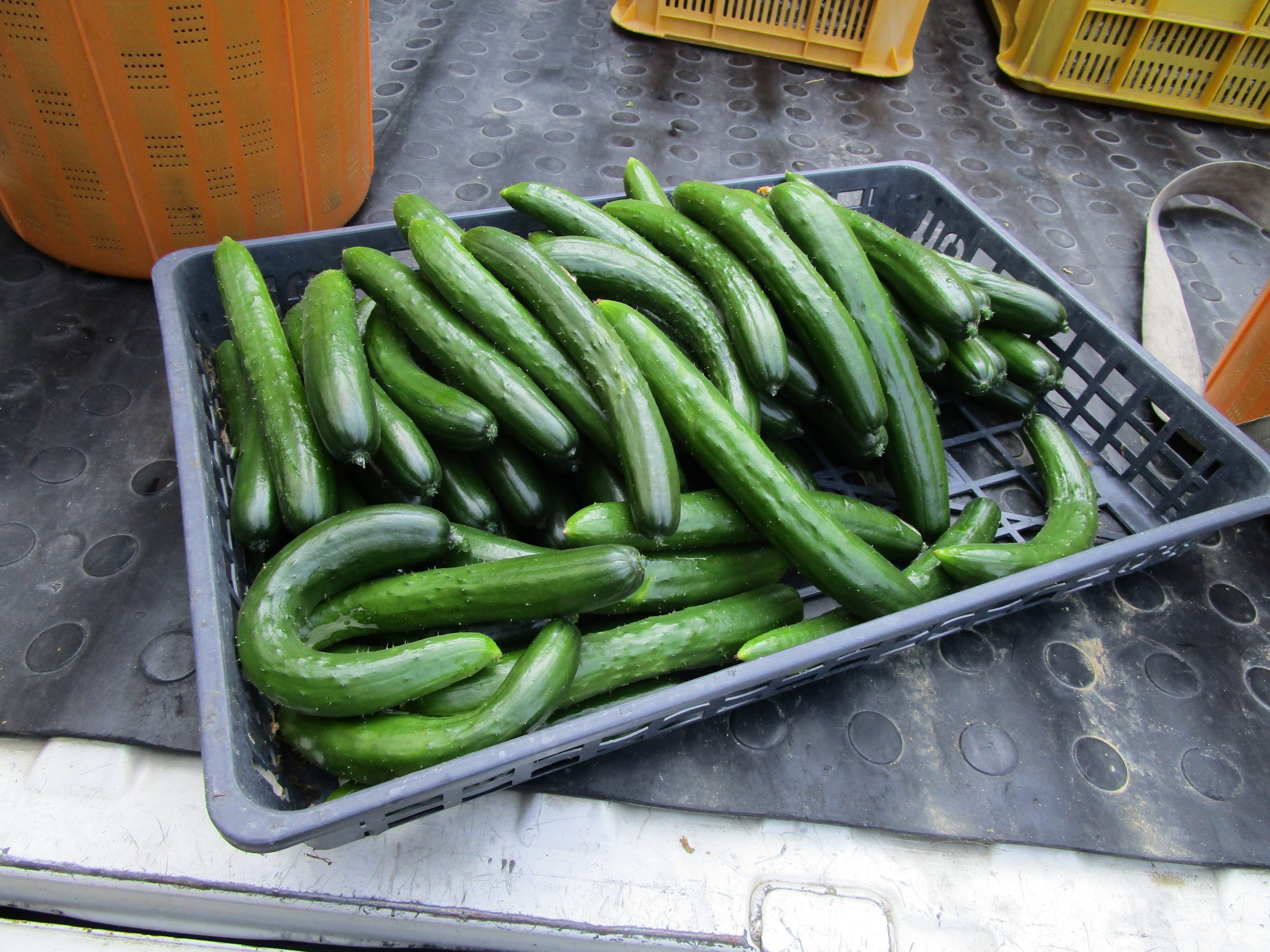 和歌山県(夏秋きゅうり)