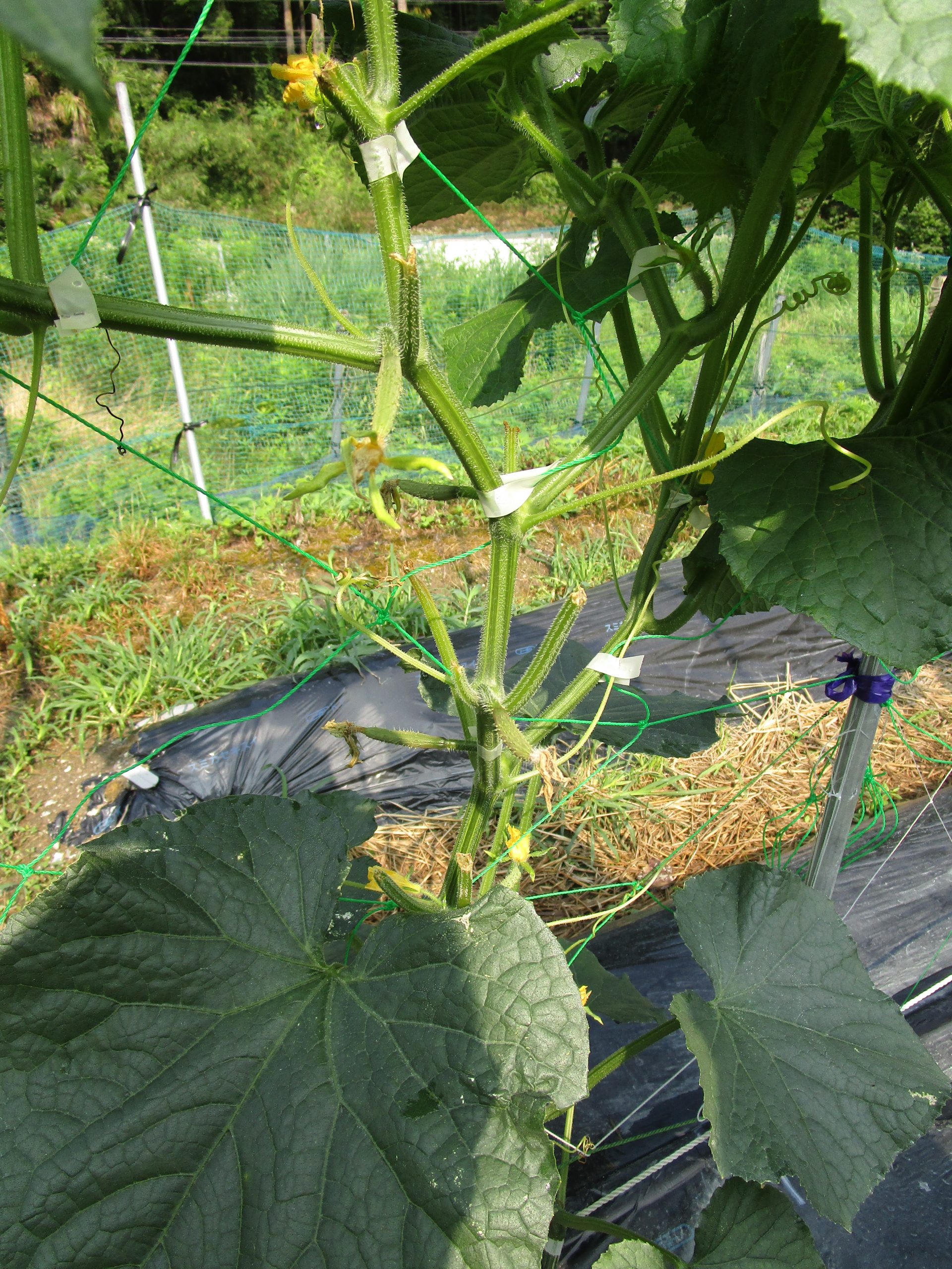 和歌山県(夏秋きゅうり)