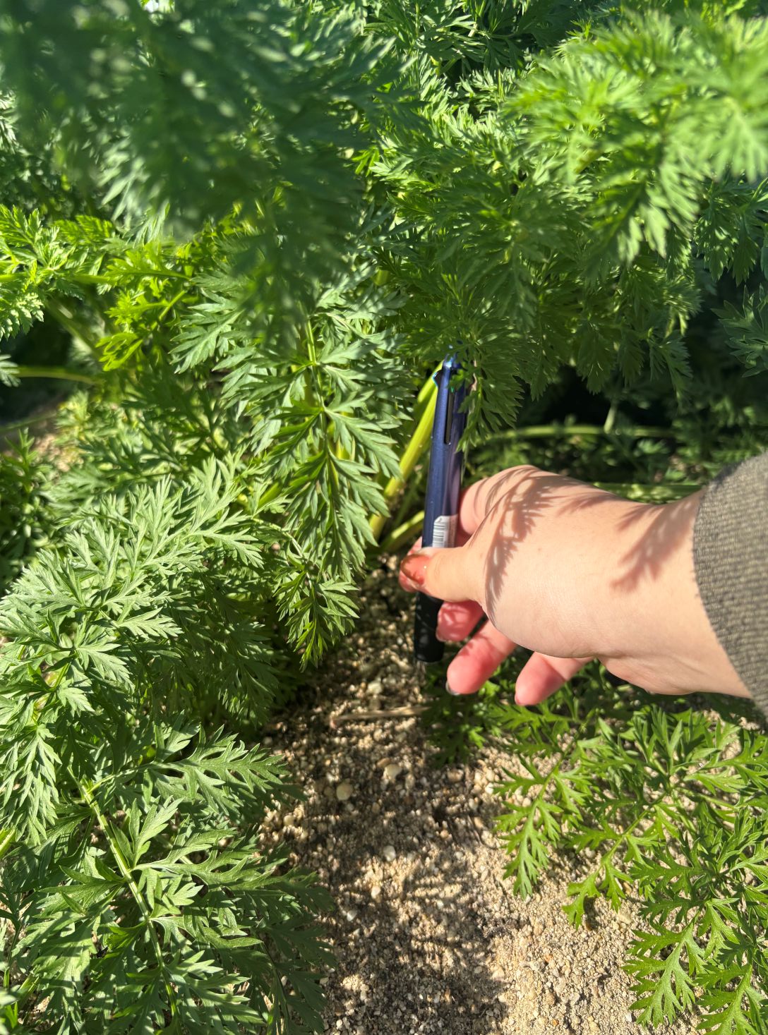 愛知県(冬にんじん)