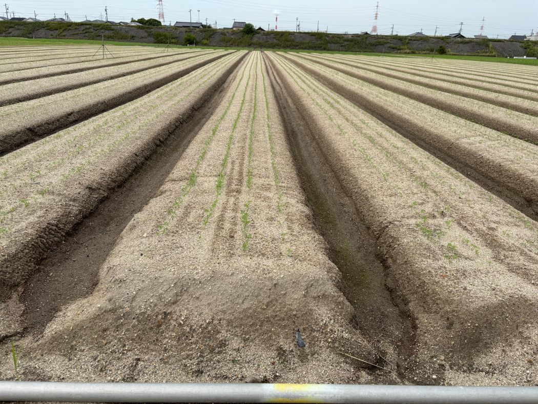 愛知県(冬にんじん)