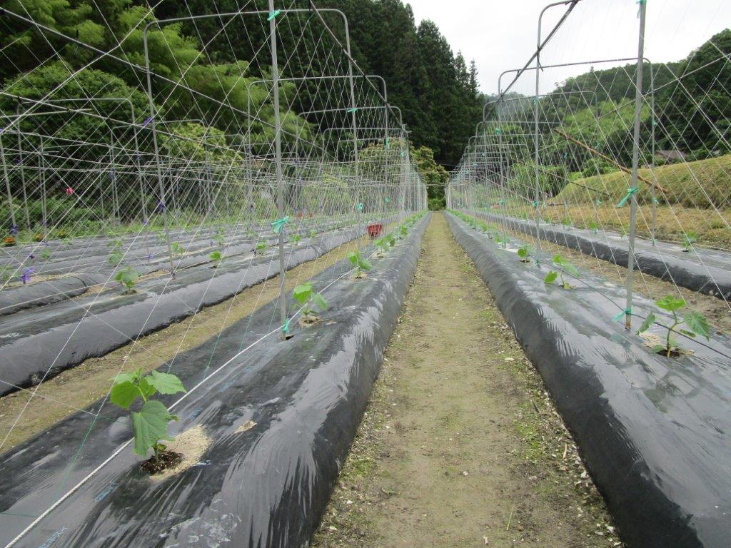 和歌山県(夏秋きゅうり)